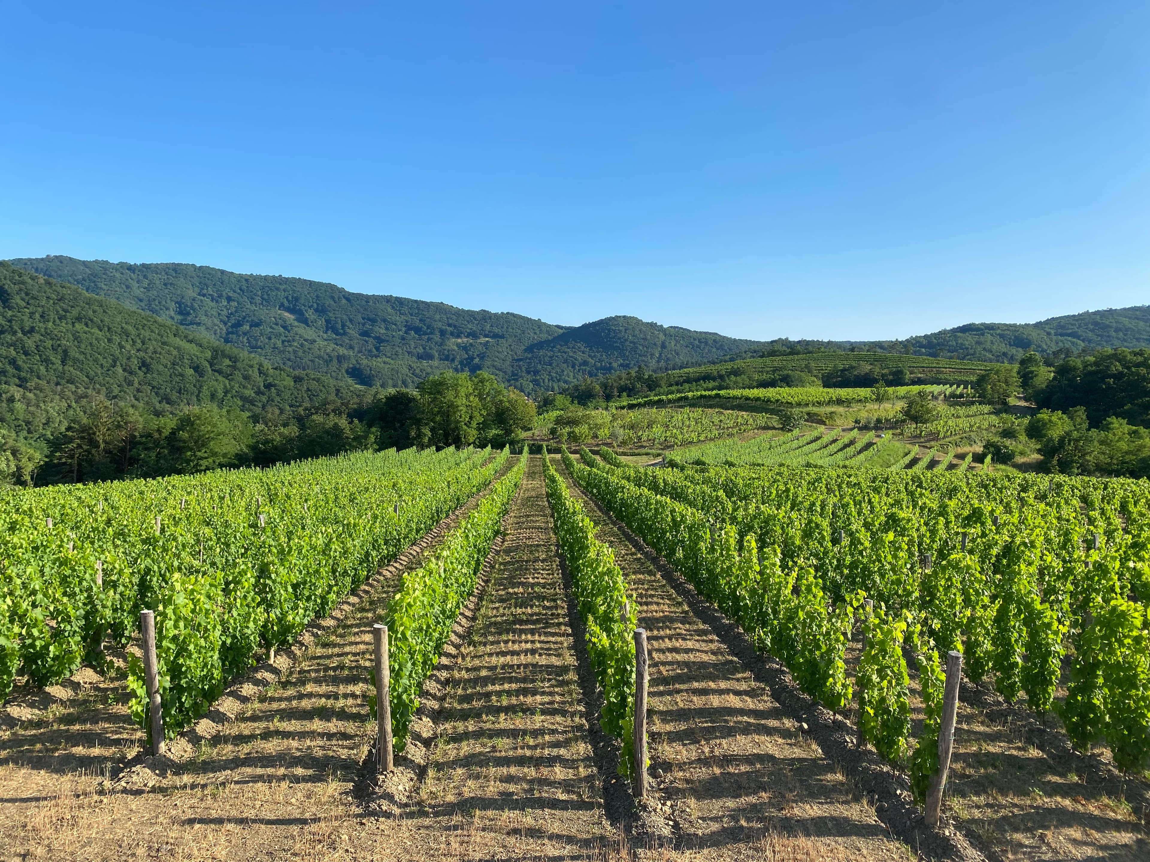 Vinogradi Kmetije Sorta nad vasjo Kodreti v Braniški dolini
